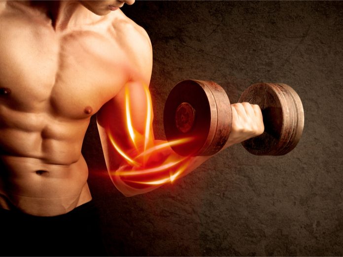 facts about building muscle